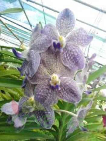Ванда (V. tessellata x V. sanderiana)